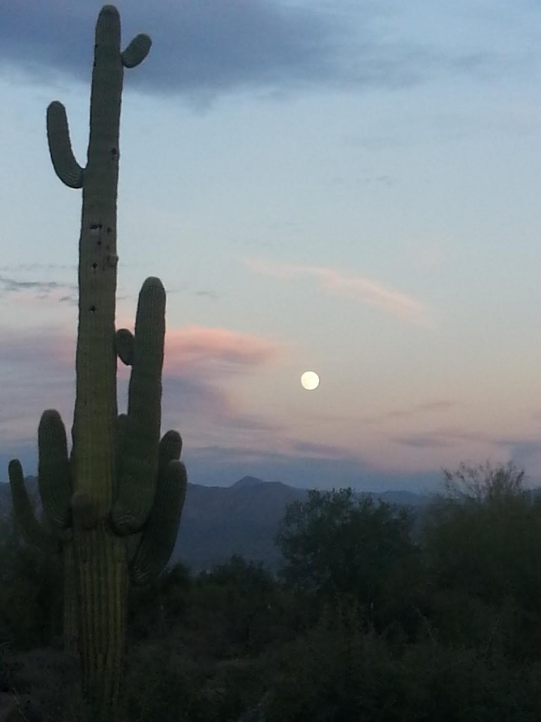 Cactus and Moon